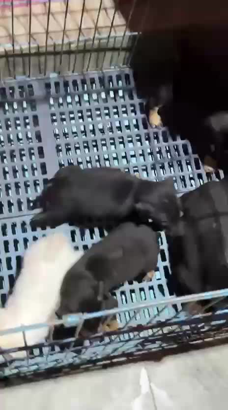 Doberman Pinscher Puppy, farm video