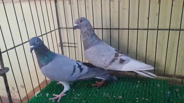 Homer Pigeon, farm video