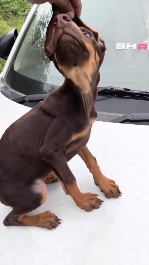 German Shepherd Puppy, farm video