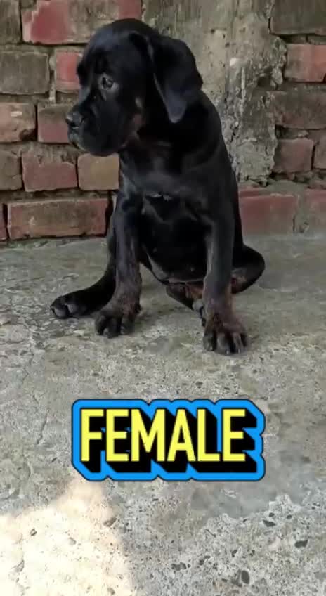 Cane Corso Puppy, farm video