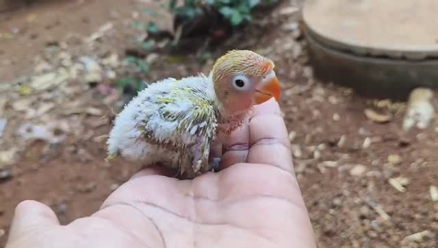 African Love Birds, farm video