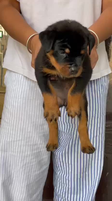 Rottweiler Puppy, farm video