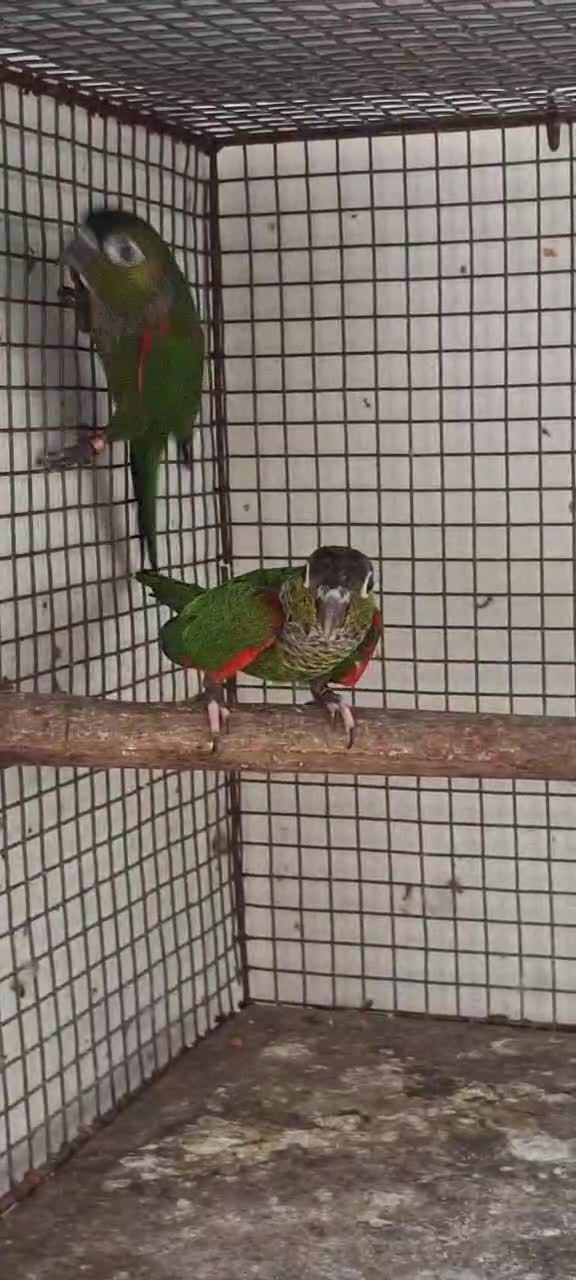 Black Capped Conure, farm video