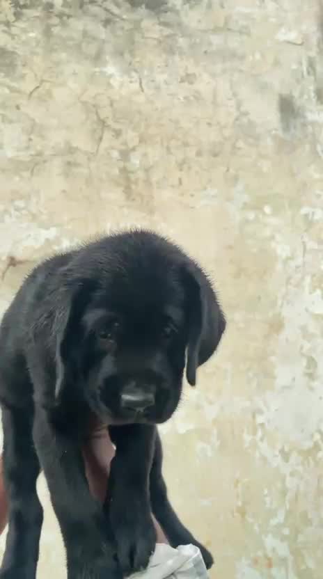 Beagle Black & Tan Puppy, farm video