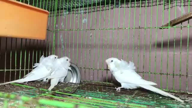 Helicopter Budgies, farm video