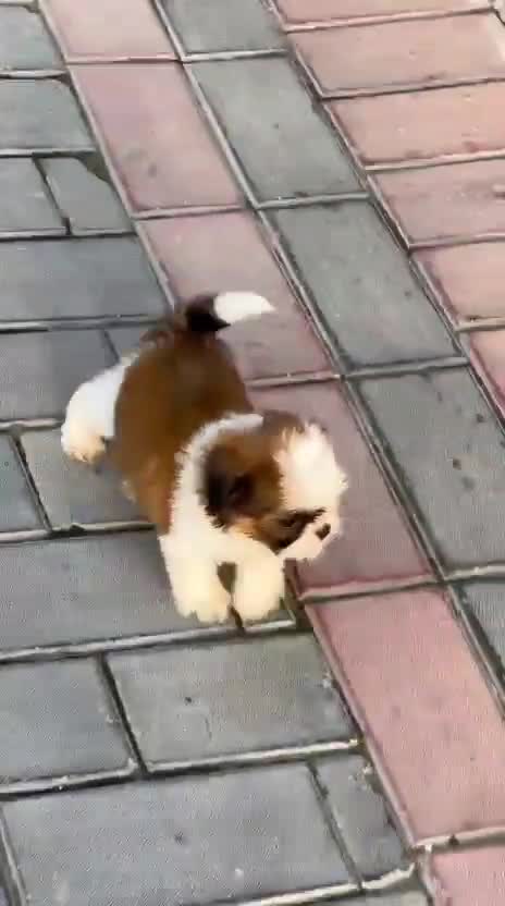 Shih Tzu | Black Color, farm video