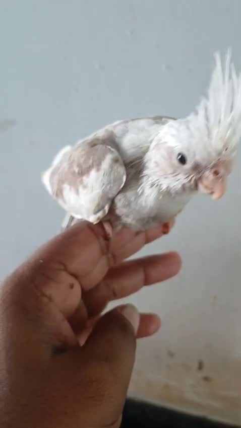Cockatiel, farm video