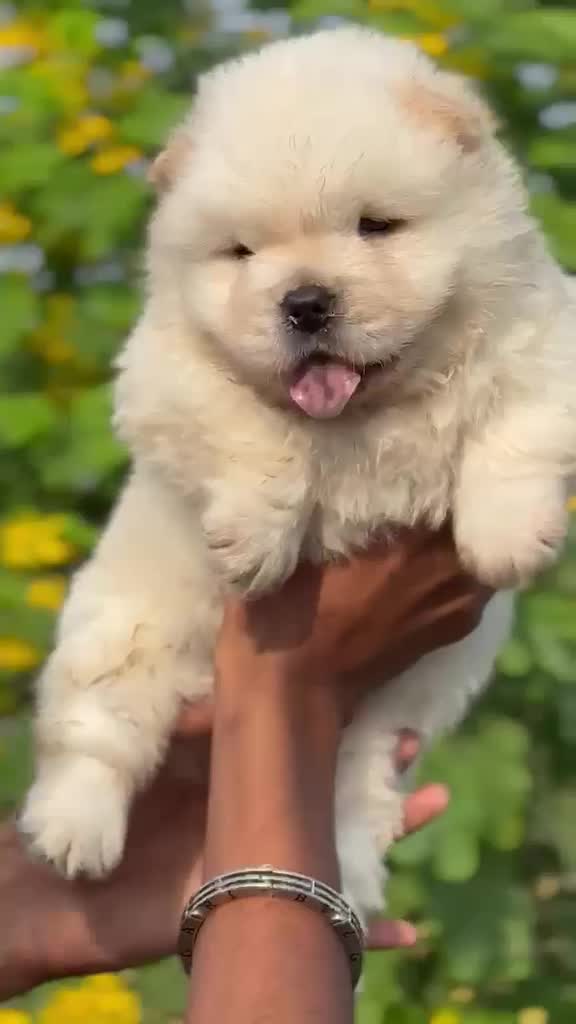 Chow Chow Puppies, farm video