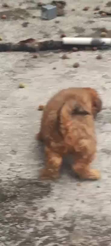 Shih Tzu | Black Color, farm video