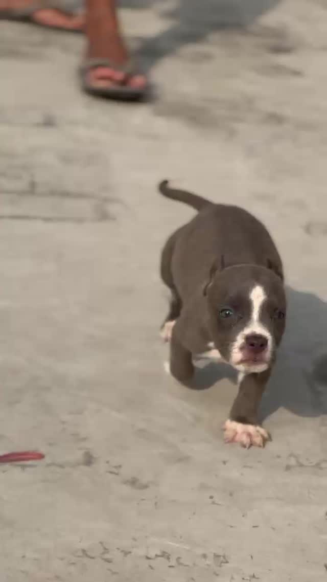 American Bully Pocket Size Puppy, farm video