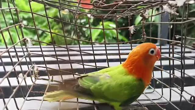 African Love Birds, farm video