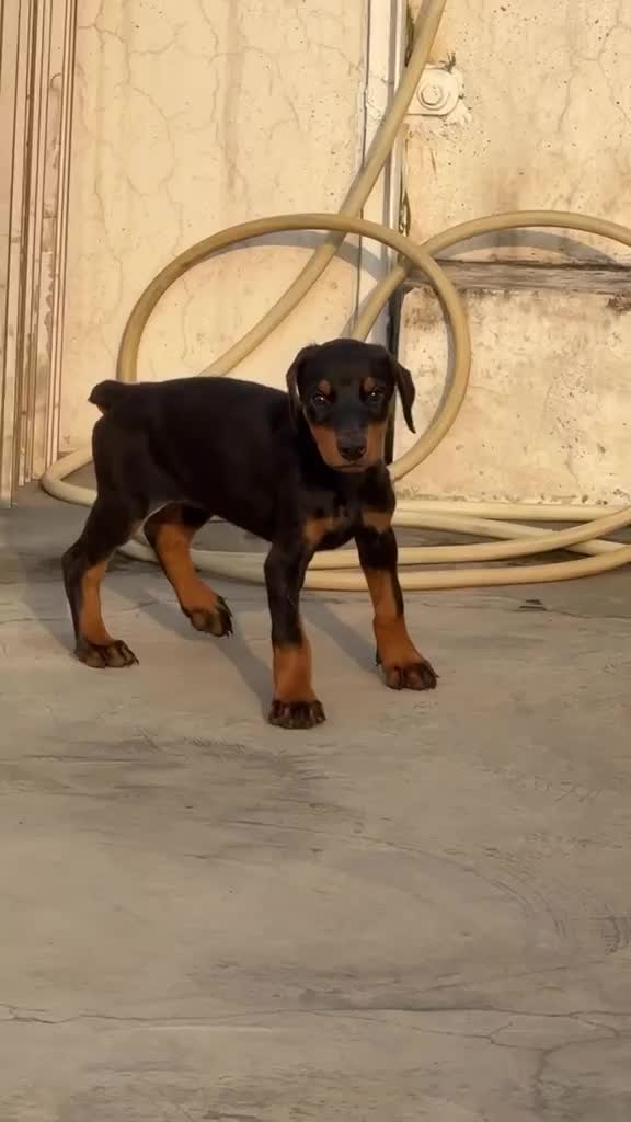 Doberman Pinscher Puppy, farm video