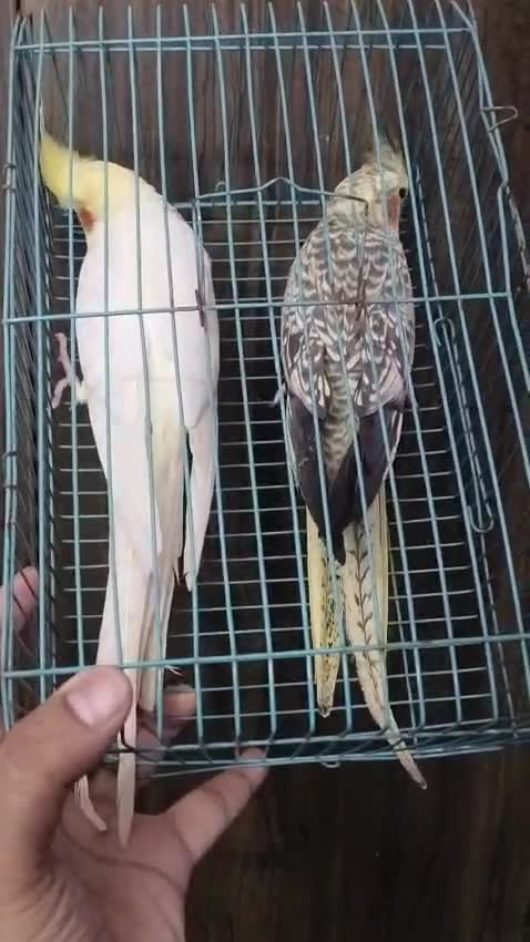 Cockatiel, farm video