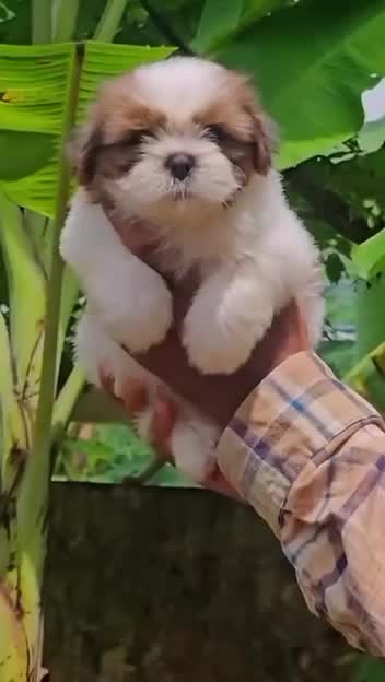 Shih Tzu | Black Color, farm video