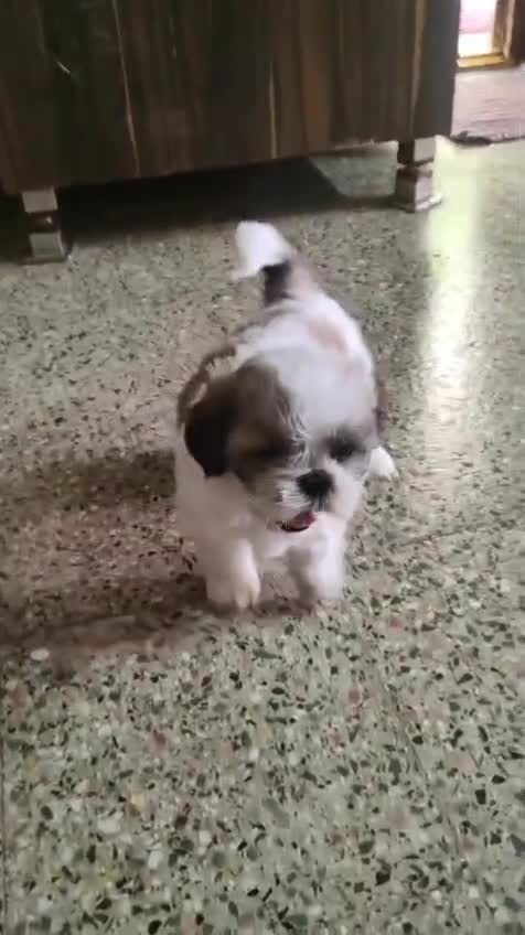 Beagle Black & Tan Puppy, farm video