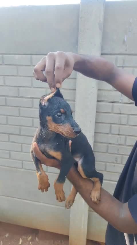Doberman Pinscher Puppy, farm video
