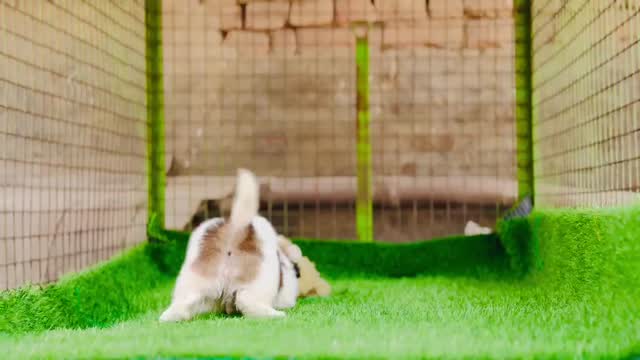 Shih Tzu | Black Color, farm video