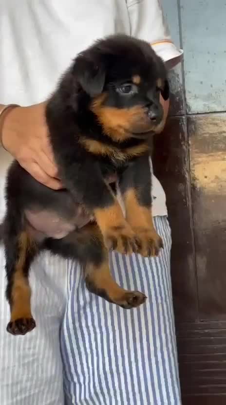 Rottweiler Puppy, farm video