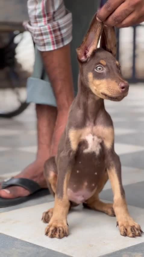 Doberman Pinscher Puppy, farm video