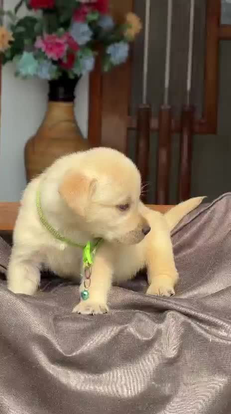 Beagle Black & Tan Puppy, farm video
