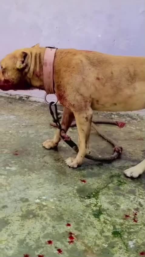 Pitbull Terrier Puppy, farm video