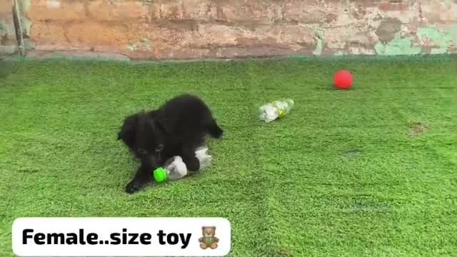 Culture Pom Puppy, farm video
