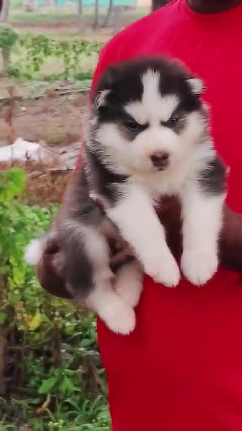 Siberian Husky Puppy | Black & White Color, farm video