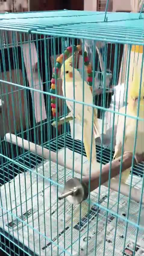 Cockatiel, farm video