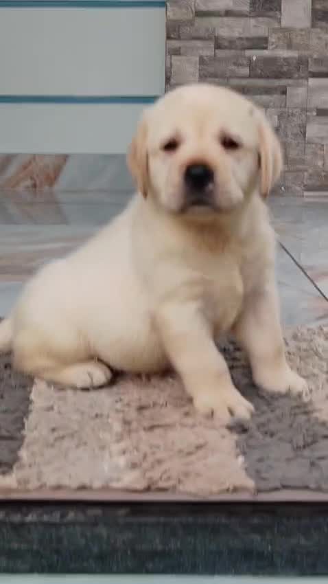 Beagle Black & Tan Puppy, farm video