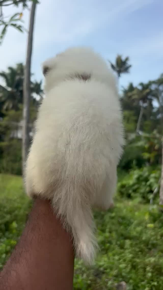 Culture Pom Puppy, farm video