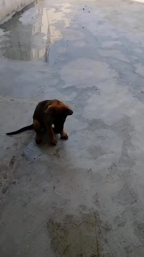 Belgian Malinois Puppy, farm video