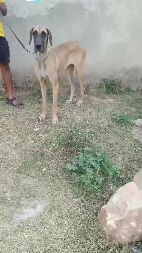 Great Dane Puppy, farm video