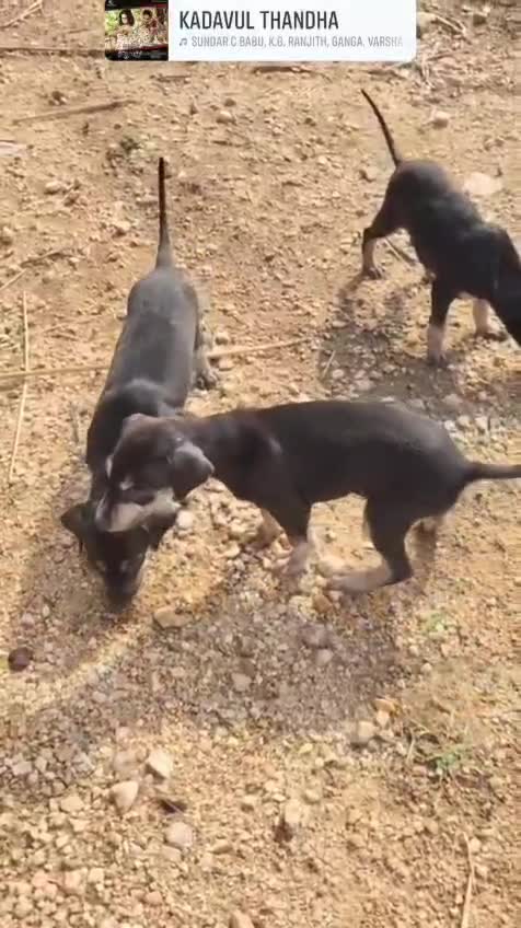 Dachshund Puppy, farm video