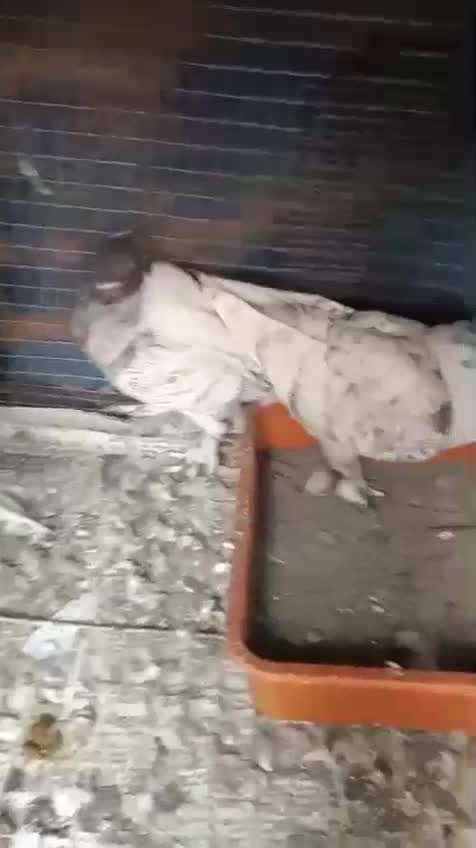 Homer Pigeon, farm video