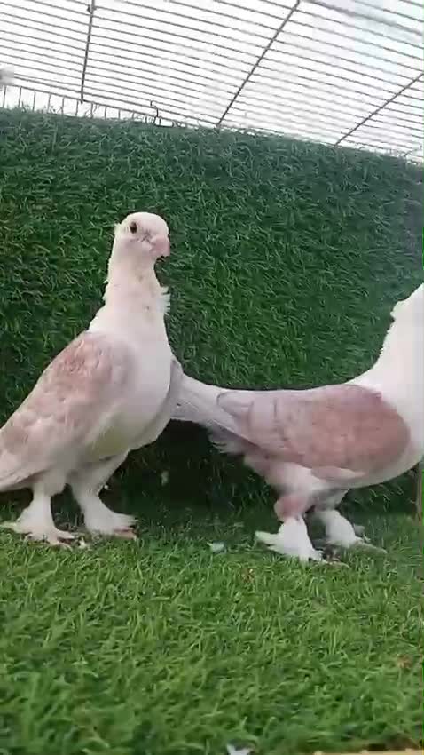 Homer Pigeon, farm video