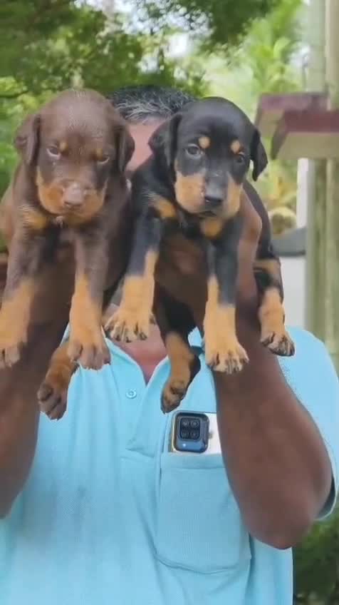 Doberman Pinscher Puppy, farm video