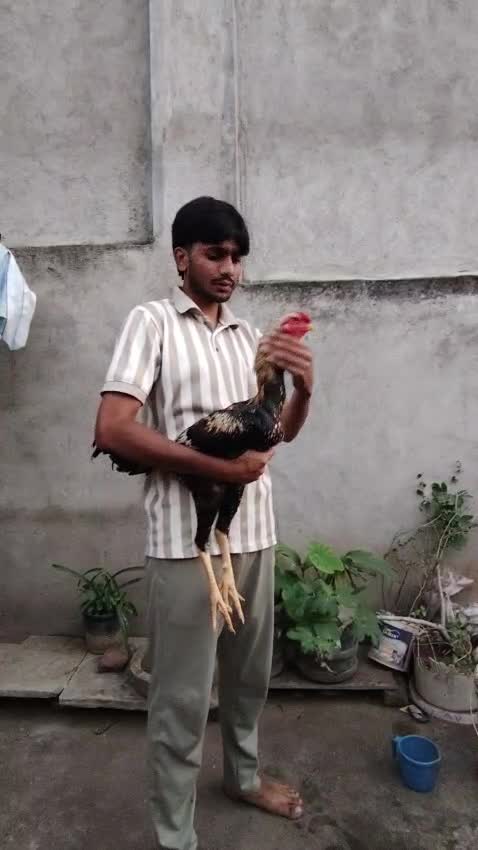 Homer Pigeon, farm video