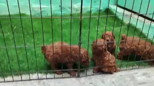 Toy Poodle Puppy, farm video