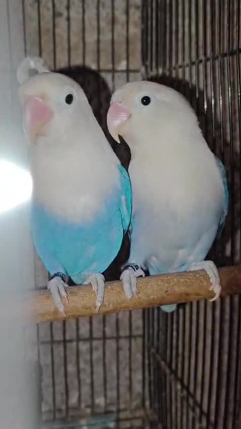 African Love Birds, farm video