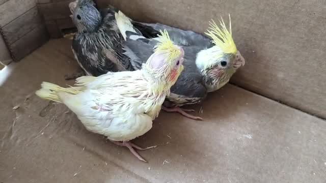 Cockatiel | Albino, farm video