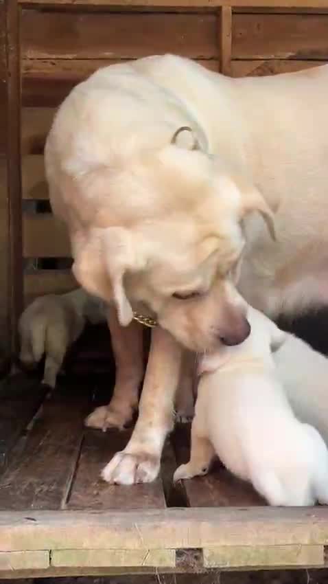 Beagle Black & Tan Puppy, farm video