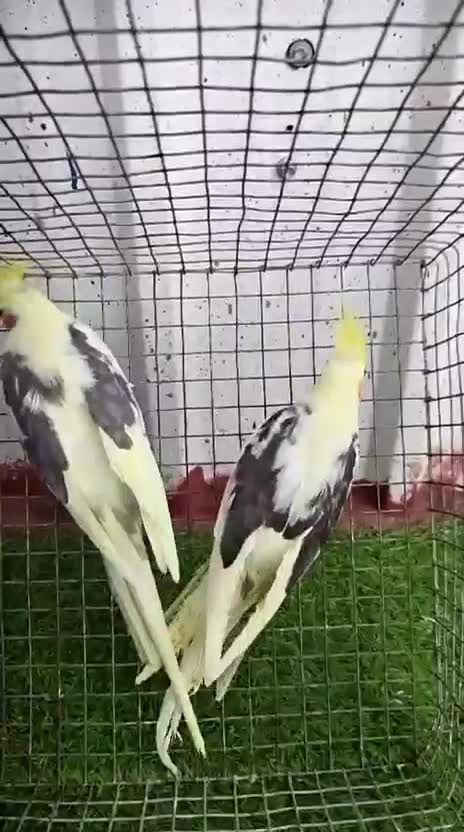 Cockatiel, farm video