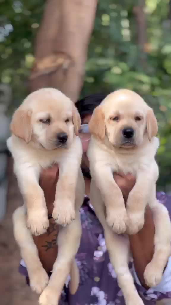 Beagle Black & Tan Puppy, farm video