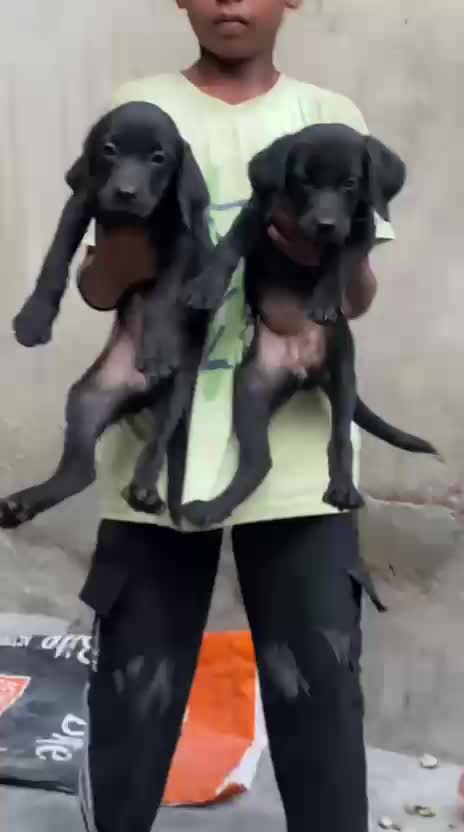 Beagle Black & Tan Puppy, farm video