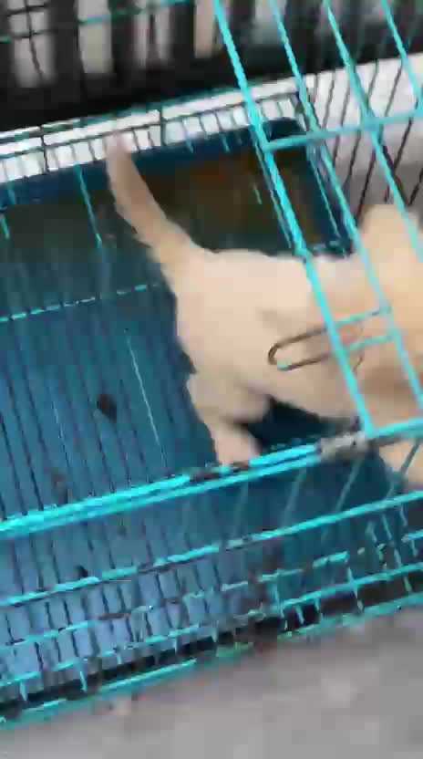 Dachshund Puppy, farm video