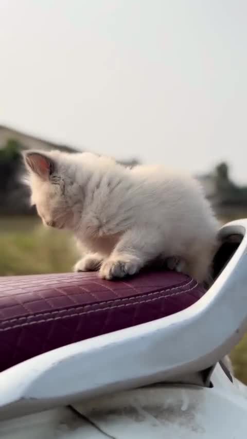 Himalayan Kitten, farm video
