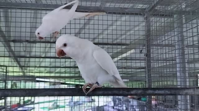 Albino Monk, farm video