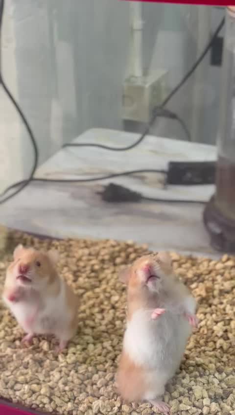 Hamsters, farm video