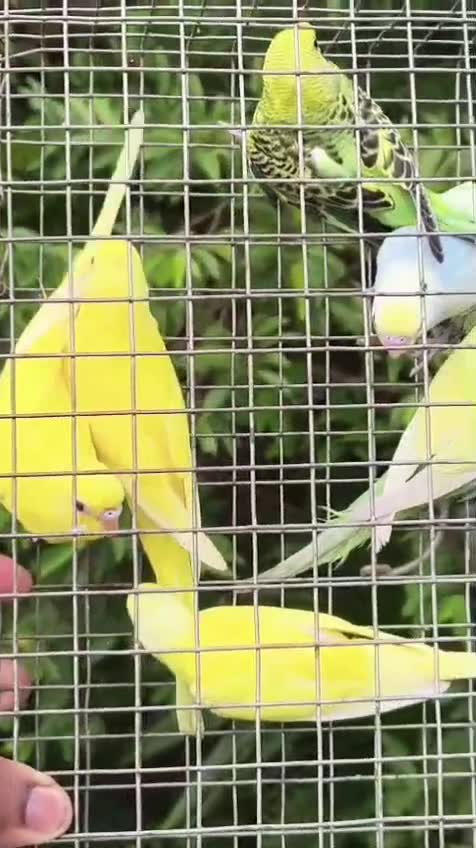 African Love Birds, farm video