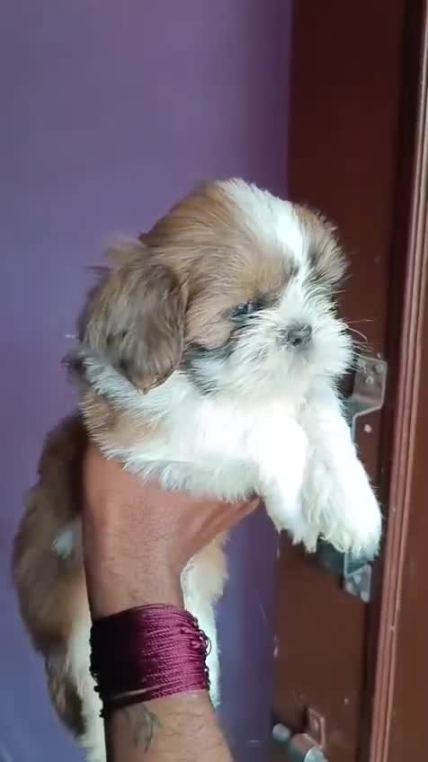 Shih Tzu Puppy Brown & White, farm video